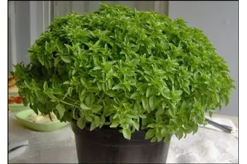 Reyhan Tohumu Özellikleri ve Faydaları Nelerdir?